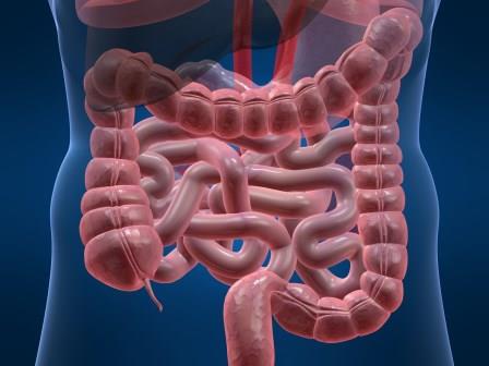 how to heal your gut, heal the migrating motor complex or MMC