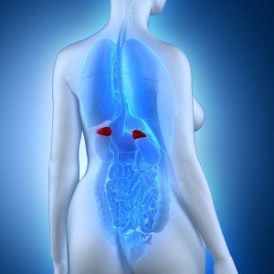 picture of kidneys, for kidney health