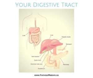 diagram of the digestive tract and the organs of digestion